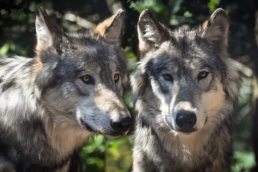 Rubrik_Naturschutz_-_pixabay-wolf-2984865__340